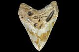 Fossil Megalodon Tooth - North Carolina #108891-1